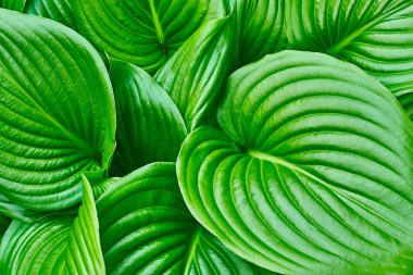 Yeşil yaprak dokusu arkaplanı