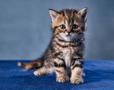 İskoç fold yavru kedi masada