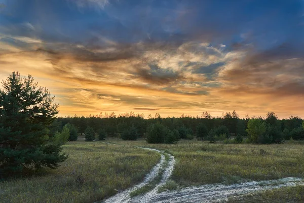 Borda Floresta Por Sol Imagens De Bancos De Imagens Sem Royalties