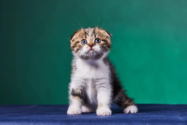 Escocês Dobre Gatinho Mesa Imagens De Bancos De Imagens Sem Royalties