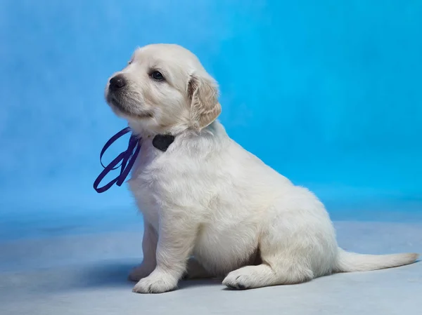 Golden Retriever Welpe — Stockfoto