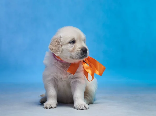 Golden Retriever Welpe — Stockfoto