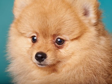 Pomeranian spitz mavi zemin üzerine