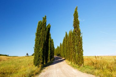 Montalcino, Tuscany, İtalya yakınlarında selvi ile çevrili çiftlik evine giden yol.