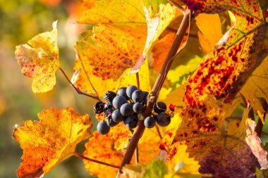 Sonbahar renklerinde asma üzümler yetişiyor. Burgenland, Avusturya.