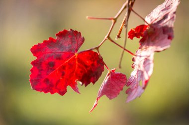 Hasattan sonra canlı sonbahar renklerinde üzüm asmaları. Burgenland, Avusturya.