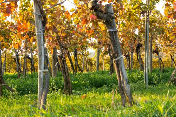 Wijngaard Levendige Kleuren Oogst Bij Gouden Zonsondergang Burgenland Oostenrijk — Stockfoto