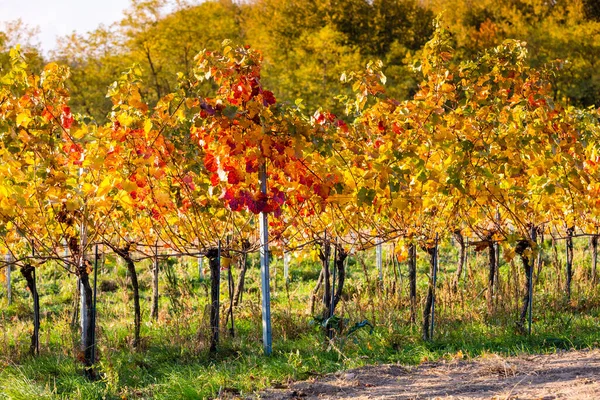 Wijngaard Levendige Kleuren Oogst Bij Gouden Zonsondergang Burgenland Oostenrijk — Stockfoto