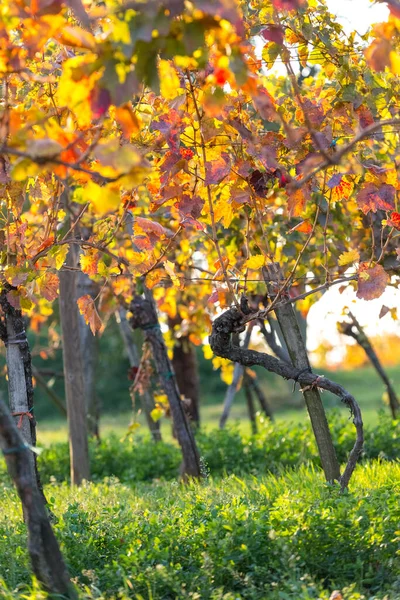 Vignoble Aux Couleurs Vives Après Récolte Coucher Soleil Doré Burgenland — Photo