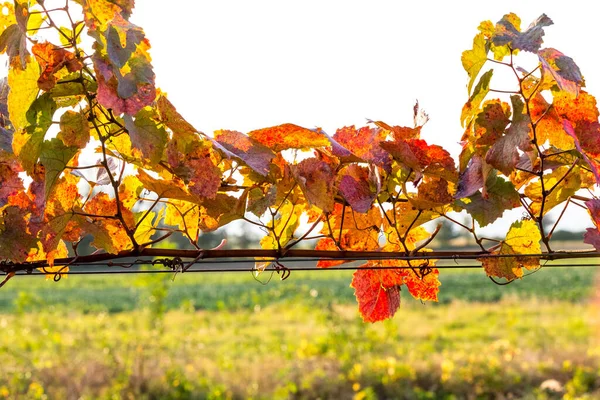 Grapevine Vibrant Autumn Colors Harvest Burgenland Austria — Stock Photo, Image