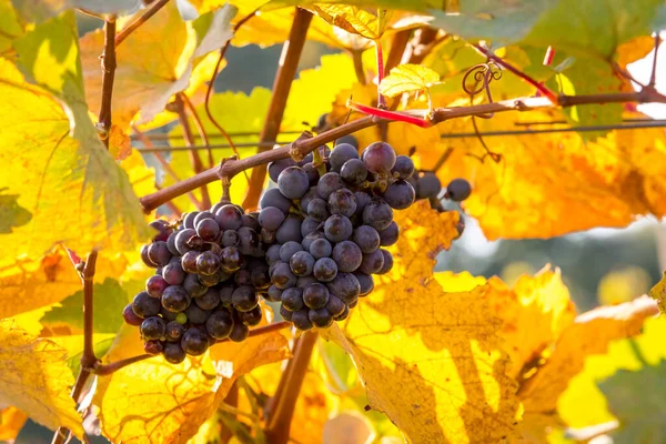Bunches Ripe Grapes Growing Grapevine Autumn Colors Burgenland Austria — Stock Photo, Image
