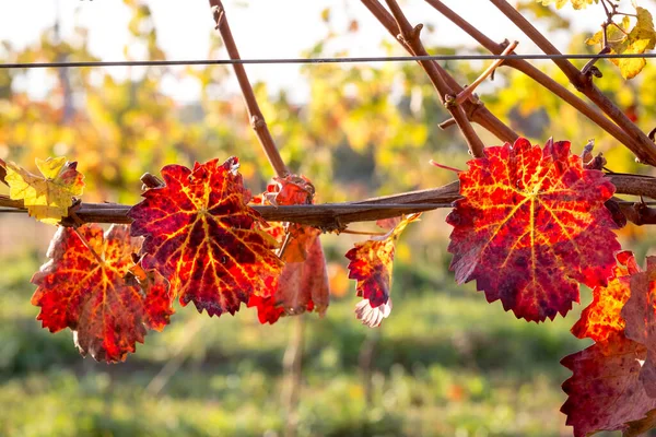 Vinranka Sprudlande Höstfärger Efter Skörd Burgenland Österrike — Stockfoto