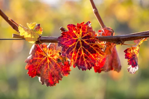 Cépages Aux Couleurs Vives Automne Après Récolte Burgenland Autriche — Photo