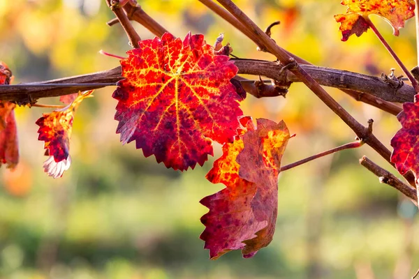 Cépages Aux Couleurs Vives Automne Après Récolte Burgenland Autriche — Photo