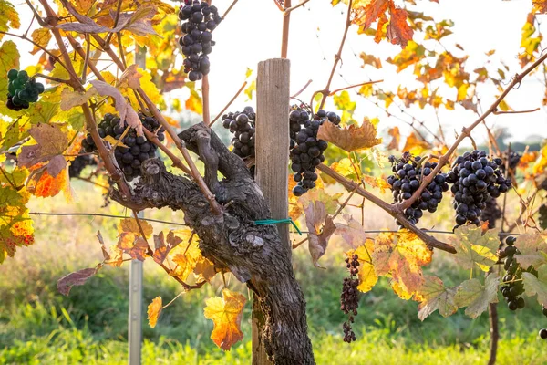 Bando Uvas Maduras Que Crescem Videira Nas Cores Outono Burgenland — Fotografia de Stock