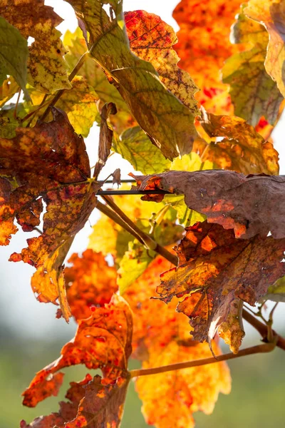 Cépages Aux Couleurs Vives Automne Après Récolte Burgenland Autriche — Photo