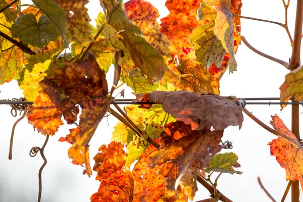 Cépages Aux Couleurs Vives Automne Après Récolte Burgenland Autriche — Photo