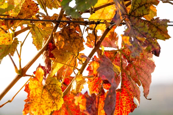 Grapevine Vibrant Autumn Colors Harvest Burgenland Austria — Stock Photo, Image