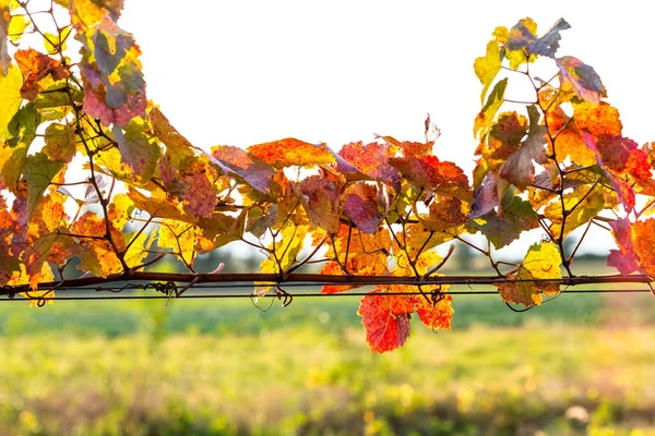 Cépages Aux Couleurs Vives Automne Après Récolte Burgenland Autriche — Photo