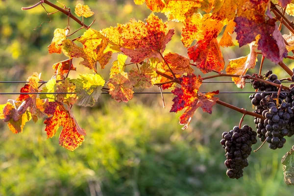 Bando Uvas Maduras Que Crescem Videira Nas Cores Outono Burgenland — Fotografia de Stock