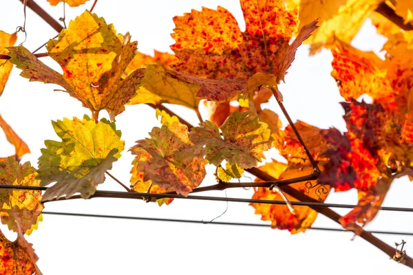 Grapevine Vibrant Autumn Colors Harvest Burgenland Austria — Stock Photo, Image