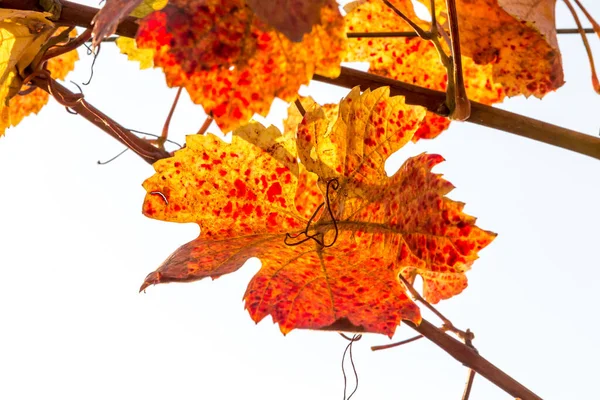 Cépages Aux Couleurs Vives Automne Après Récolte Burgenland Autriche — Photo