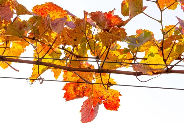 Grapevine Vibrant Autumn Colors Harvest Burgenland Austria — Stock Photo, Image