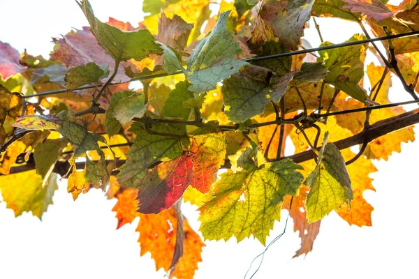 Cépages Aux Couleurs Vives Automne Après Récolte Burgenland Autriche — Photo