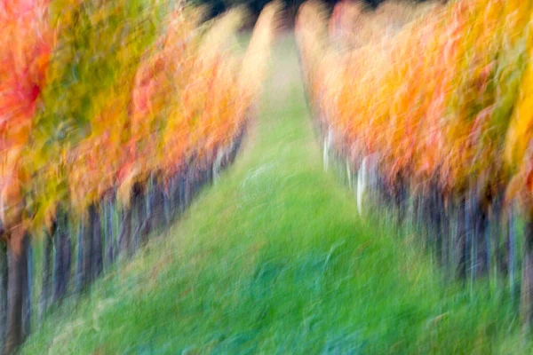 秋色のブドウ畑の概要形 ロイヤリティフリーのストック写真