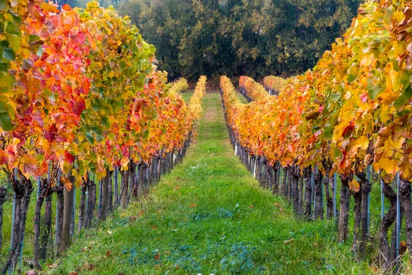 黄金の夕日で収穫後の鮮やかな色のブドウ畑 オーストリアのブルゲンラント ストック画像