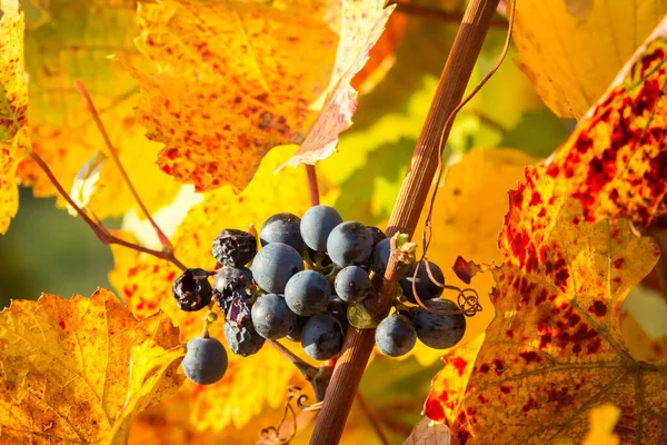 秋の色でブドウに成長する熟したブドウの束 オーストリアのブルゲンラント ストックフォト