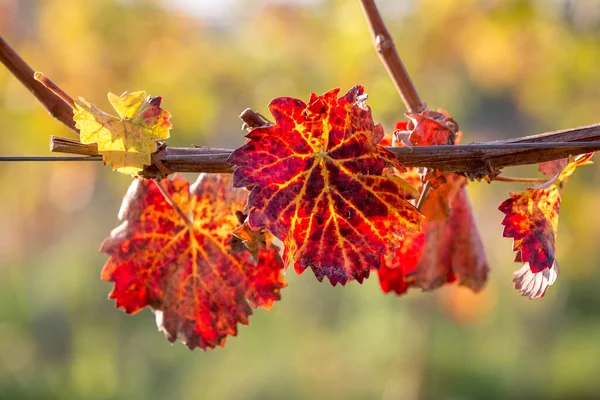 Videira Cores Vibrantes Outono Após Colheita Burgenland Áustria Imagens Royalty-Free