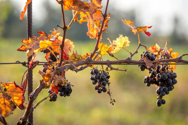 Bunches Ripe Grapes Growing Grapevine Autumn Colors Burgenland Austria Royalty Free Stock Images