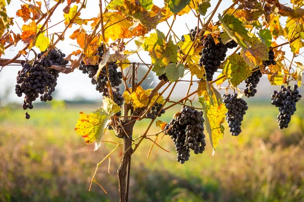 秋の色でブドウに成長する熟したブドウの束 オーストリアのブルゲンラント ロイヤリティフリーのストック写真
