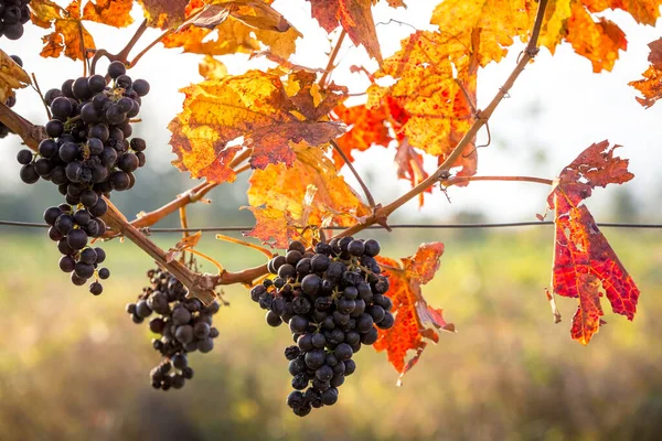 Őszi Színekben Érett Szőlőfürtök Nőnek Szőlőn Burgenland Ausztria Stock Fotó