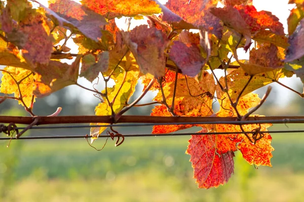 Виноград Ярких Осенних Цветах После Сбора Урожая Бургенланд Австрия Лицензионные Стоковые Изображения