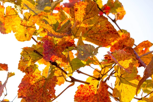 Виноград Ярких Осенних Цветах После Сбора Урожая Бургенланд Австрия Стоковое Изображение