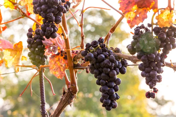 Des Grappes Raisins Mûrs Poussant Sur Vigne Aux Couleurs Automnales Image En Vente