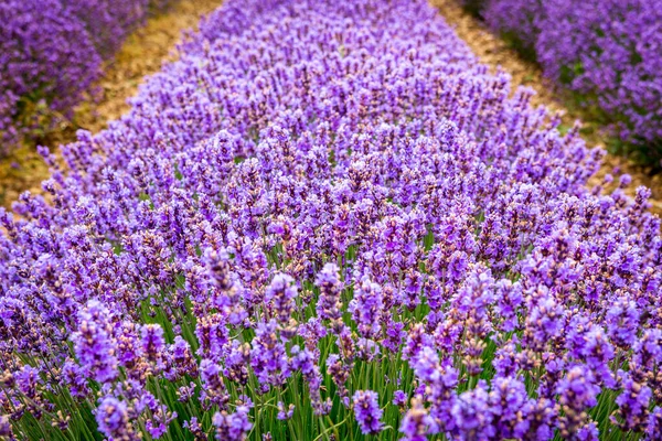 Detalhe Flores Lavanda Campo Perto Villange Sault Provence França — Fotografia de Stock