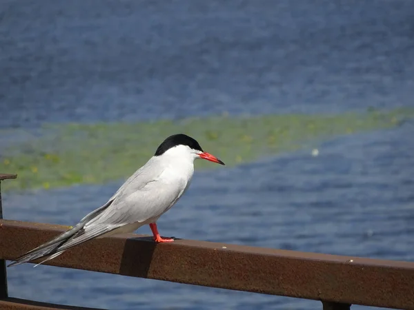 Bel Oiseau Assis Sur Main Courante Rouillée Sur Remblai — Photo