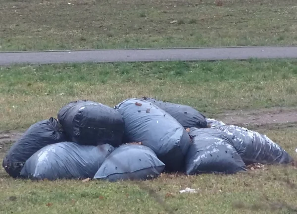 Yard territory cleaning black garbage bags filled with fallen leafs laying on the grass