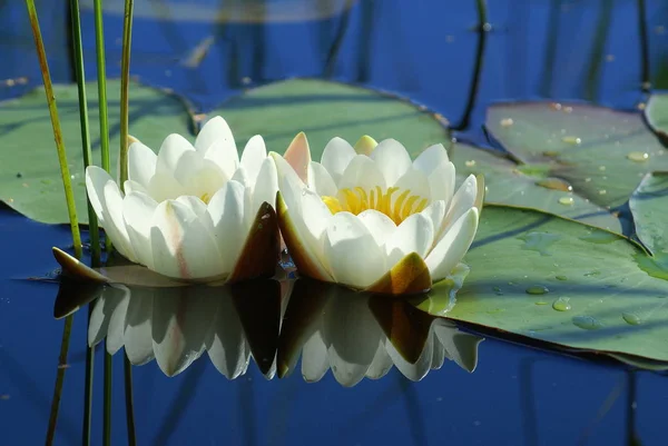 Flores blancas lago fotos de stock, imágenes de Flores blancas lago sin royalties | Depositphotos Flores blancas lago fotos de stock, imágenes de Flores blancas lago sin royalties | Depositphotos