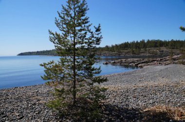 Kayalık göl kıyısında çam. Uzak shore, orman ile büyümüş. Açık güneşli gün. Sakin mavi sudur, gökyüzü bulutsuz mavi.