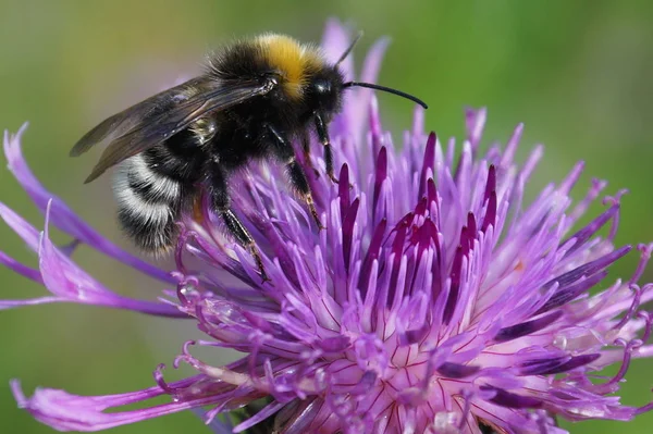 Bir çiçek, kafa, kulaklar, siyah, ayakları üzerinde güzel eşek arısı şeffaf, shaggy, sarı ve beyaz çizgili koyu arka kanatlar. Peygamber çiçeği çiçek, pembe yaprakları, yeşil arka plan dar.