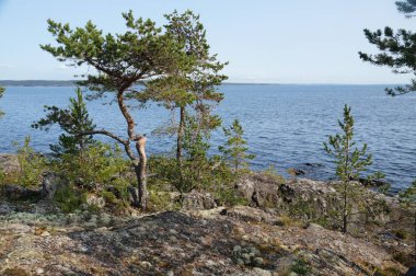 Kayalık sahil çam ağaçları ile göl Körfezi. Açık güneşli yaz günü. Uzak shore, orman ile büyümüş.