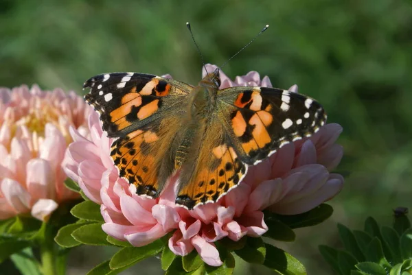 Mariposa Brillante Con Alas Naranjas Manchas Blancas Negras Las Alas — Foto de Stock