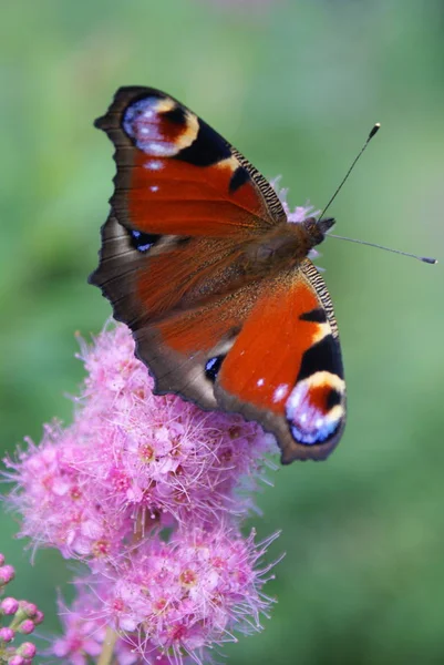 Hermosa Mariposa Brillante Color Principal Las Alas Rojo Hay Manchas — Foto de Stock