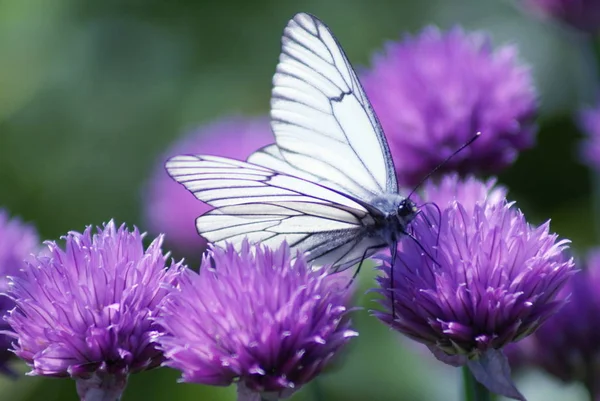Hermosa Mariposa Con Delicadas Alas Blancas Las Alas Tienen Venas — Foto de Stock