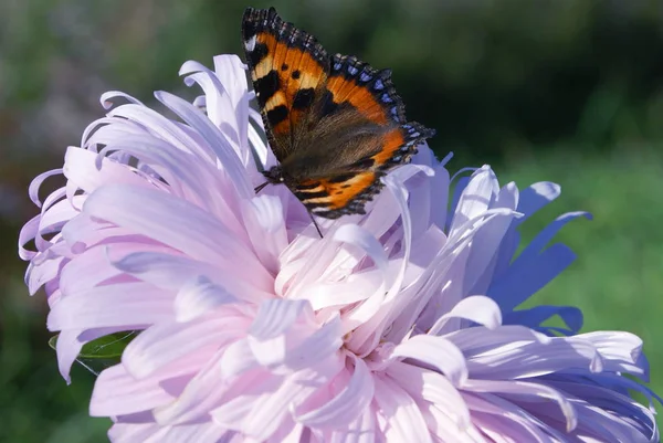 Mariposa Brillante Con Alas Naranjas Manchas Negras Las Alas Delanteras — Foto de Stock