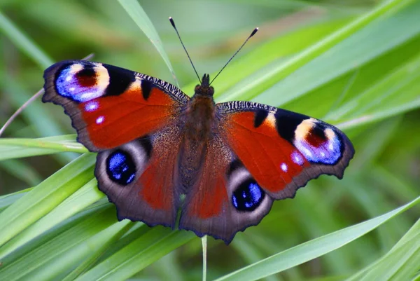 Hermosa Mariposa Brillante Color Principal Las Alas Rojo Hay Manchas — Foto de Stock